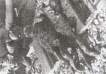Ексхумирани лешеви у логору Слана на Пагу прије спаљивања. Талијанска фотографија из септембра 1941.
